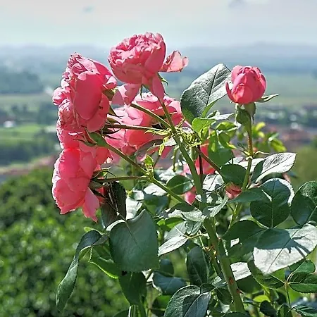 Bed & Breakfast Antiche Pietre Bollengo
